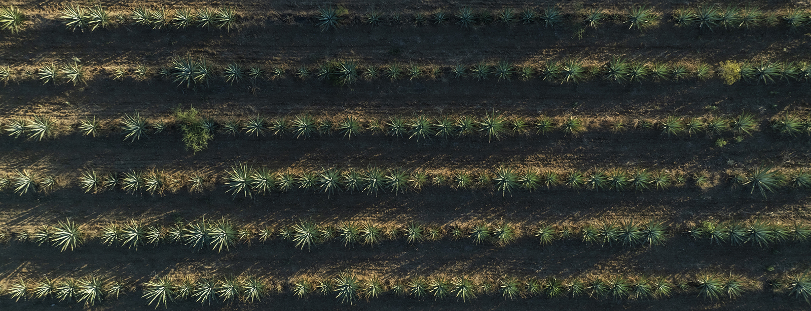 Proceso del mezcal Creyente