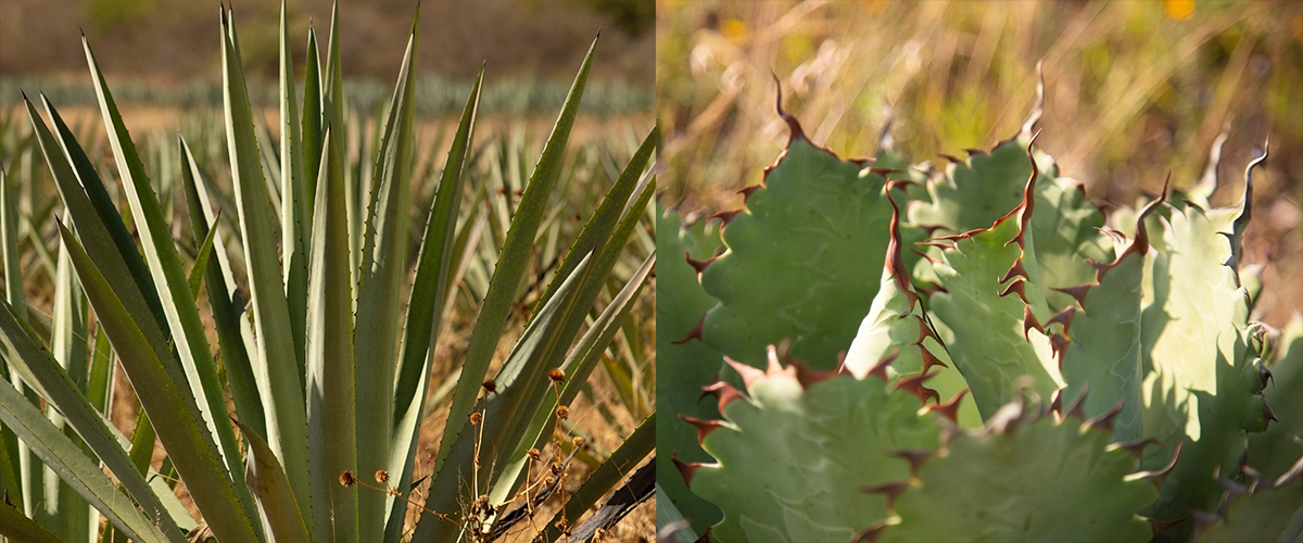 Diferencia entre mezcal Tobalá y Espadín: Características.