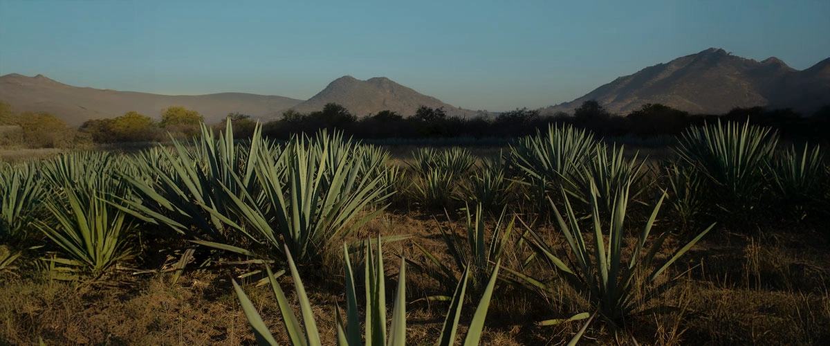 Mezcal de Oaxaca artesanal: La tradición viva del agave.