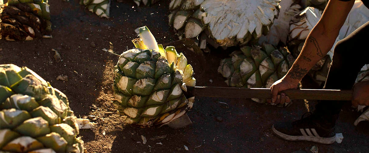 Proceso del Mezcal Artesanal.