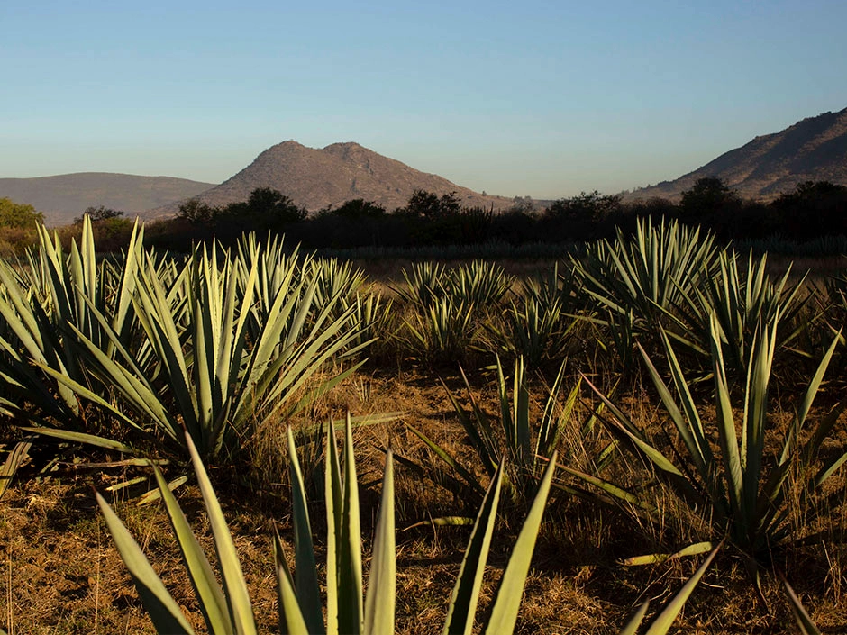 Una amplia gama de mezcal artesanal.